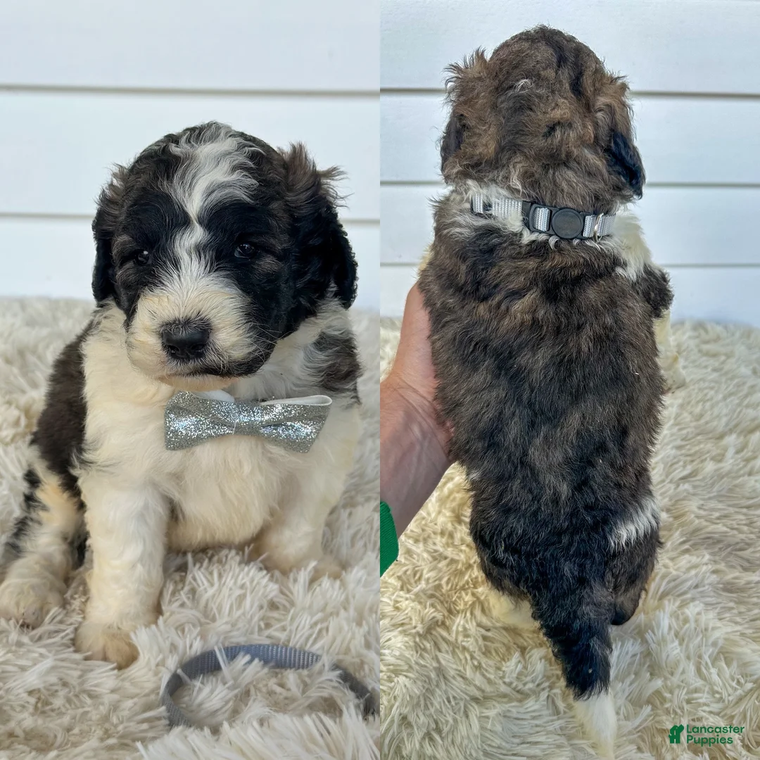 Saint Berdoodles dogs for sale: Griffin - standard f1b - Ad 2