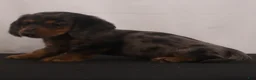 Dachshund dogs for sale: Fluffy - Ad 5