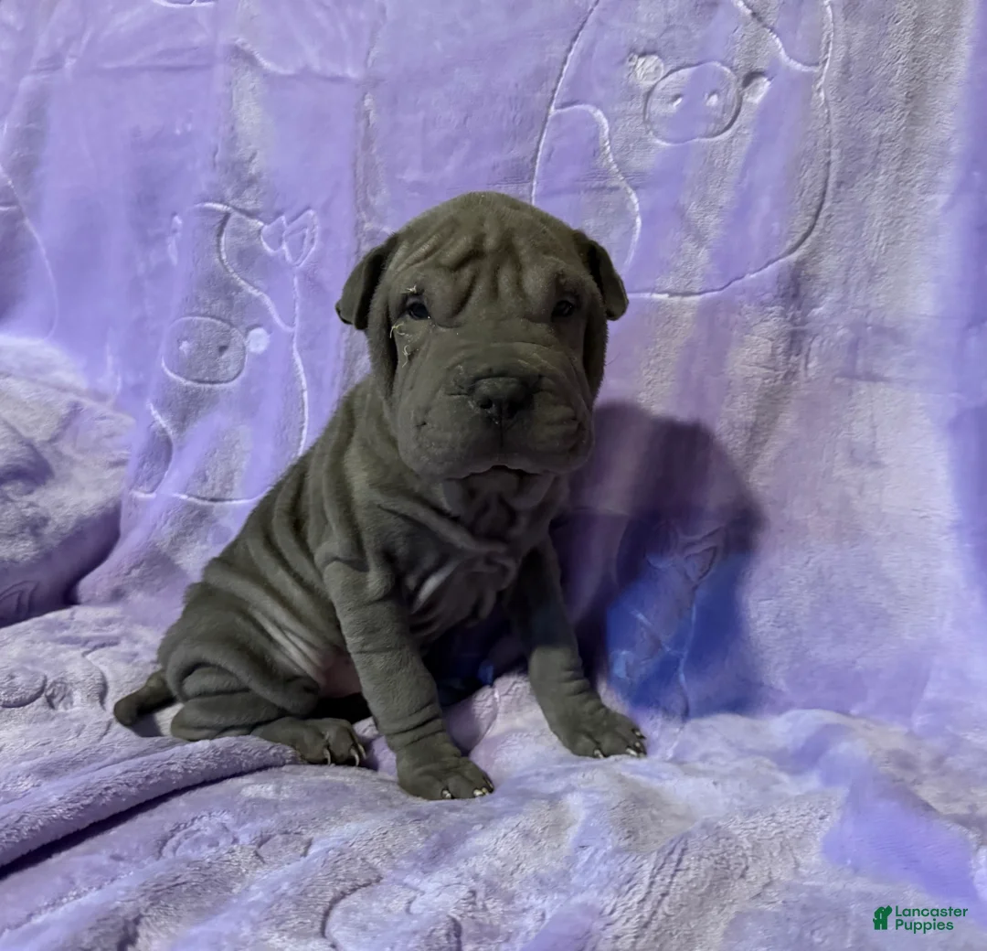 Shar Pei dogs for sale: Aurora - Ad 3