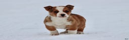 Mixed Breed dogs for sale: Burgers - Ad 1