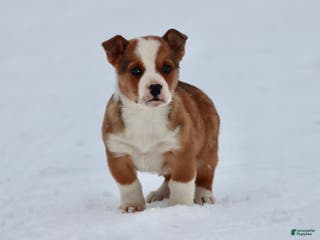 Mixed Breed dogs Burgers - Ad 35