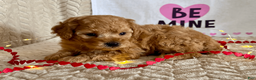 Miniature Poodle dogs for sale: Clark - Ad 2