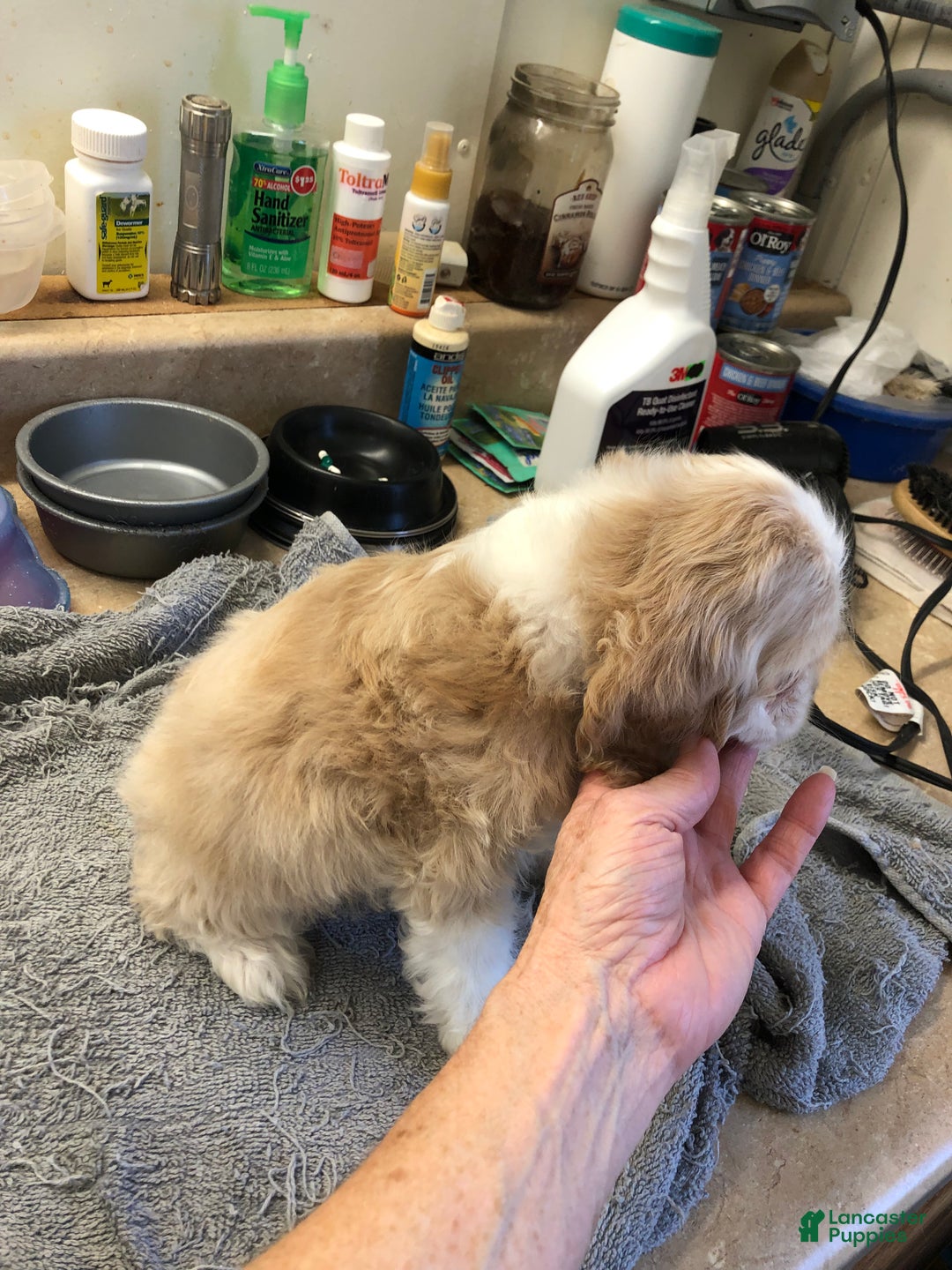 Cocker Spaniel dogs for sale: Vet checked perfect  - Ad 11