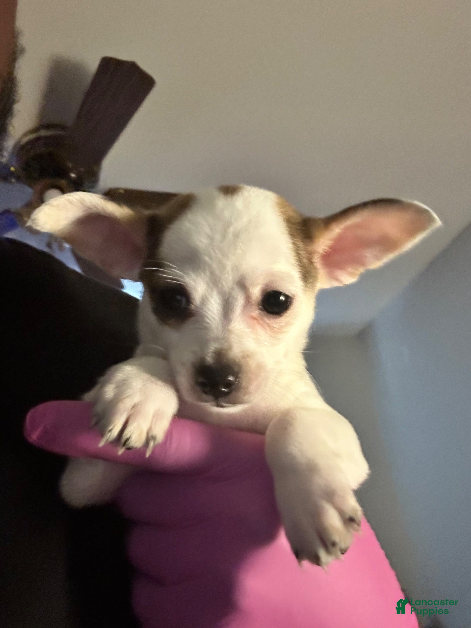 Chihuahua dogs Chihuahua 3 - Ad 35