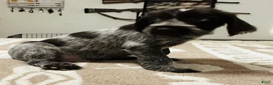 Wirehaired Pointing Griffon; "Black Collar".