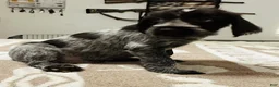 Wirehaired Pointing Griffon dogs for sale: Wirehaired Pointing Griffon; "Black Collar". - Ad 1