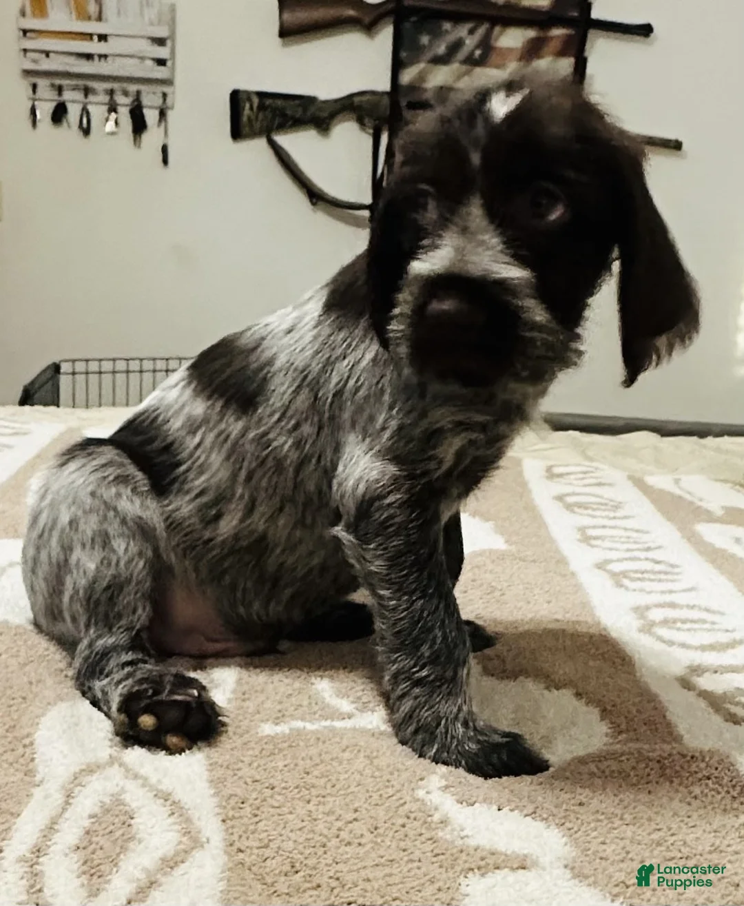 Wirehaired Pointing Griffon dogs for sale: Wirehaired Pointing Griffon; "Black Collar". - Ad 1