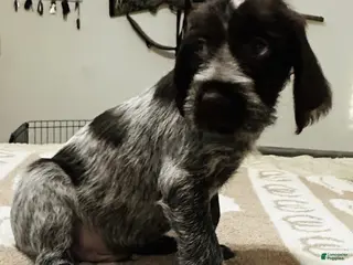 Wirehaired Pointing Griffon dogs Wirehaired Pointing Griffon; "Black Collar". - Ad 3