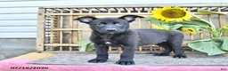 Mixed Breed dogs for sale: Averie - Ad 3
