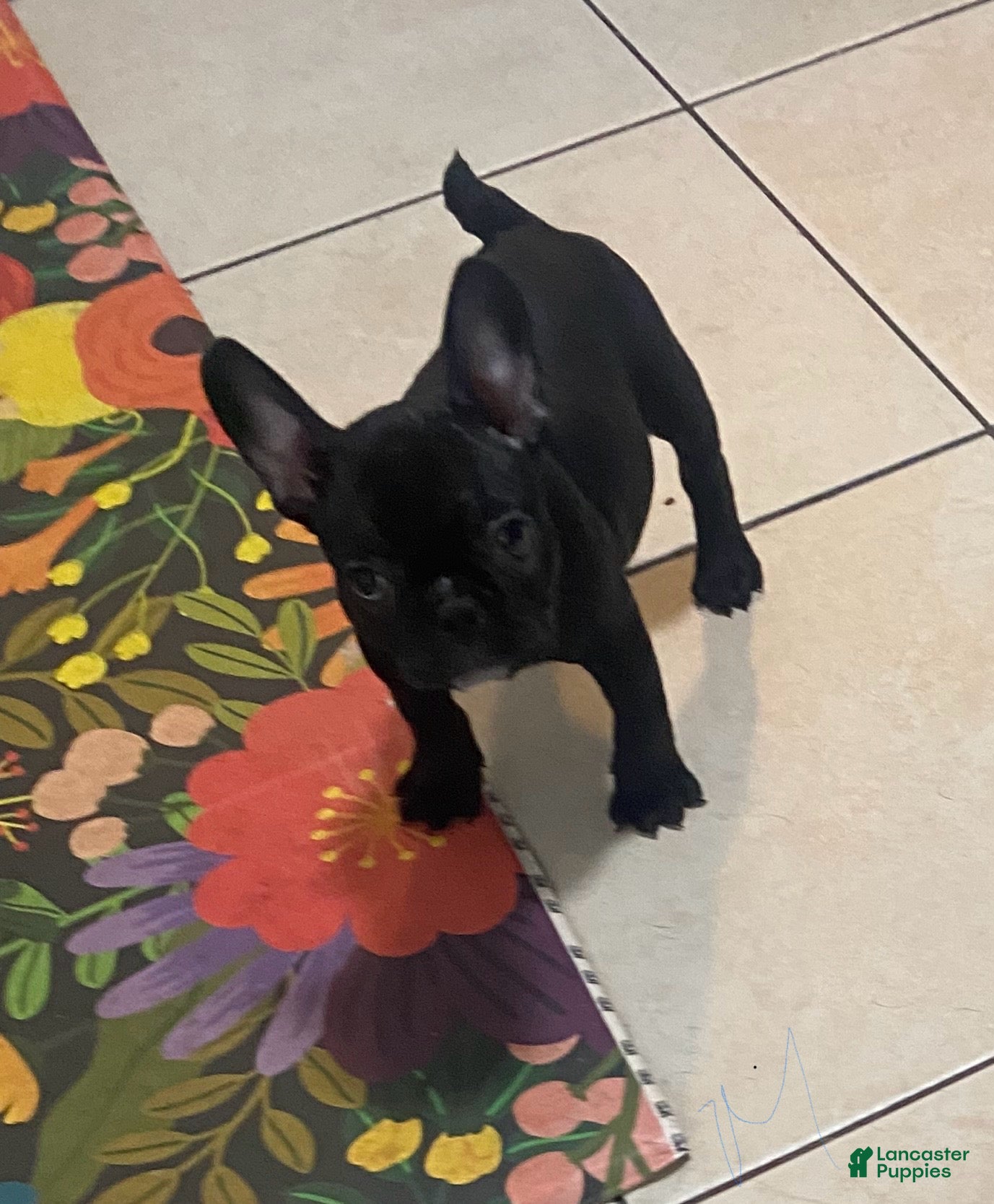 Frenchton dogs Midnight  - Ad 35