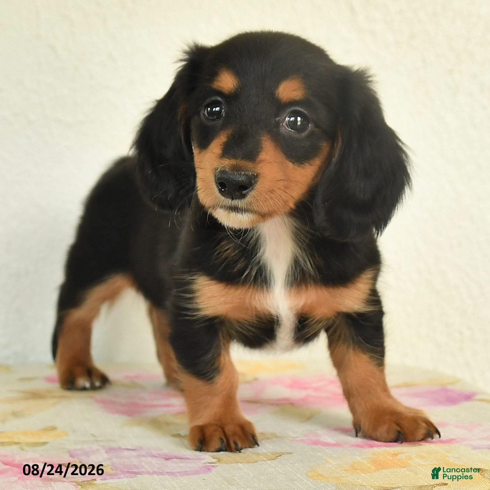 Miniature Dachshund dogs Lily - Ad 2