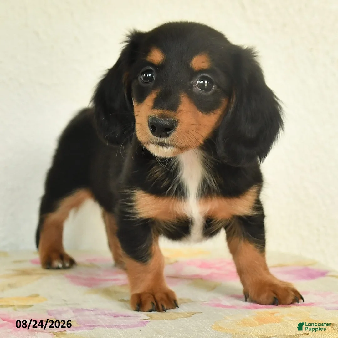 Miniature Dachshund dogs for sale: Lily - Ad 2