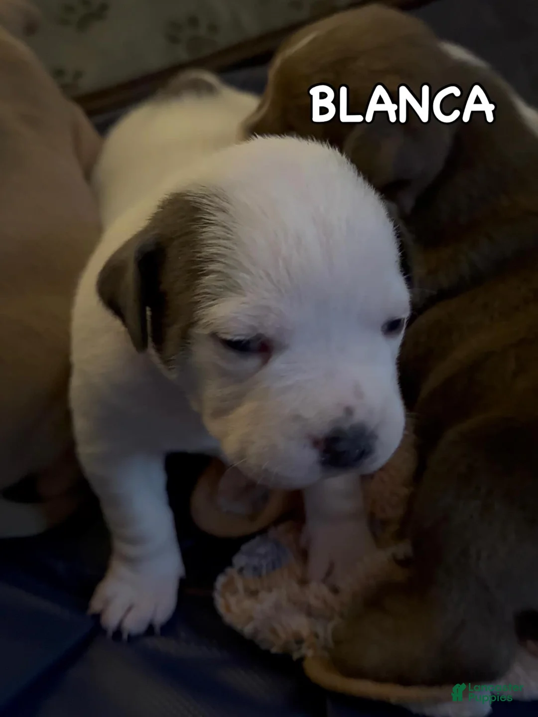 American Bully dogs for sale: American Bully Puppy BLANCA - Ad 2