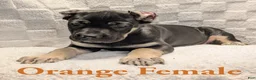 Cane Corso dogs for sale: Orange  - Ad 4