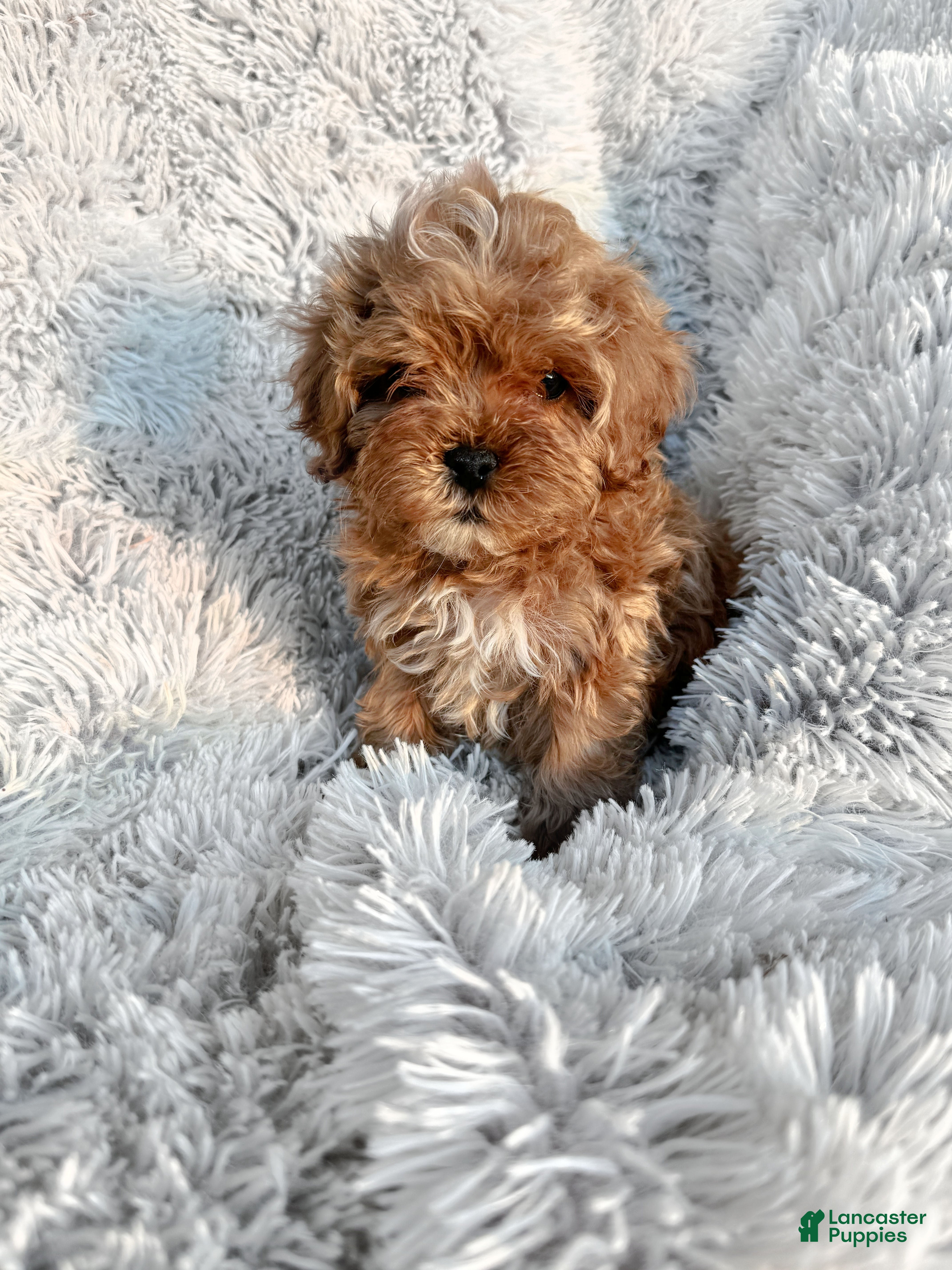 Cavapoo dogs Teddy - Ad 10