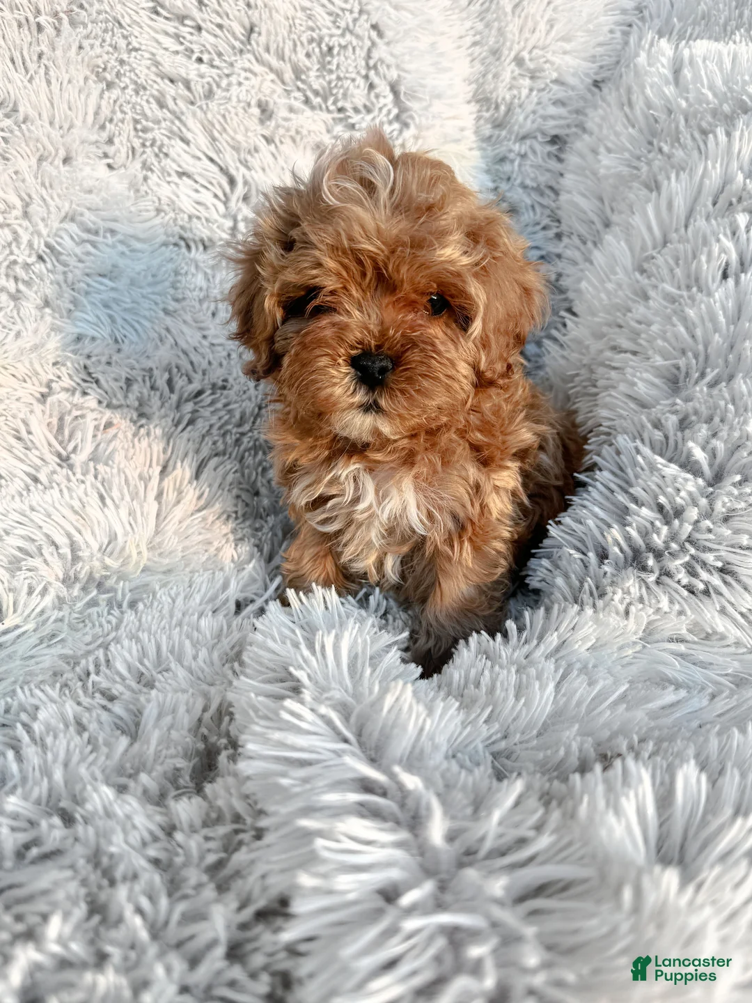 Cavapoo dogs for sale: Teddy - Ad 1