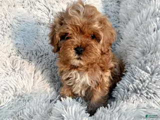 Cavapoo dogs Teddy - Ad 10