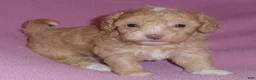 Miniature Poodle dogs for sale: Lilly - Ad 4