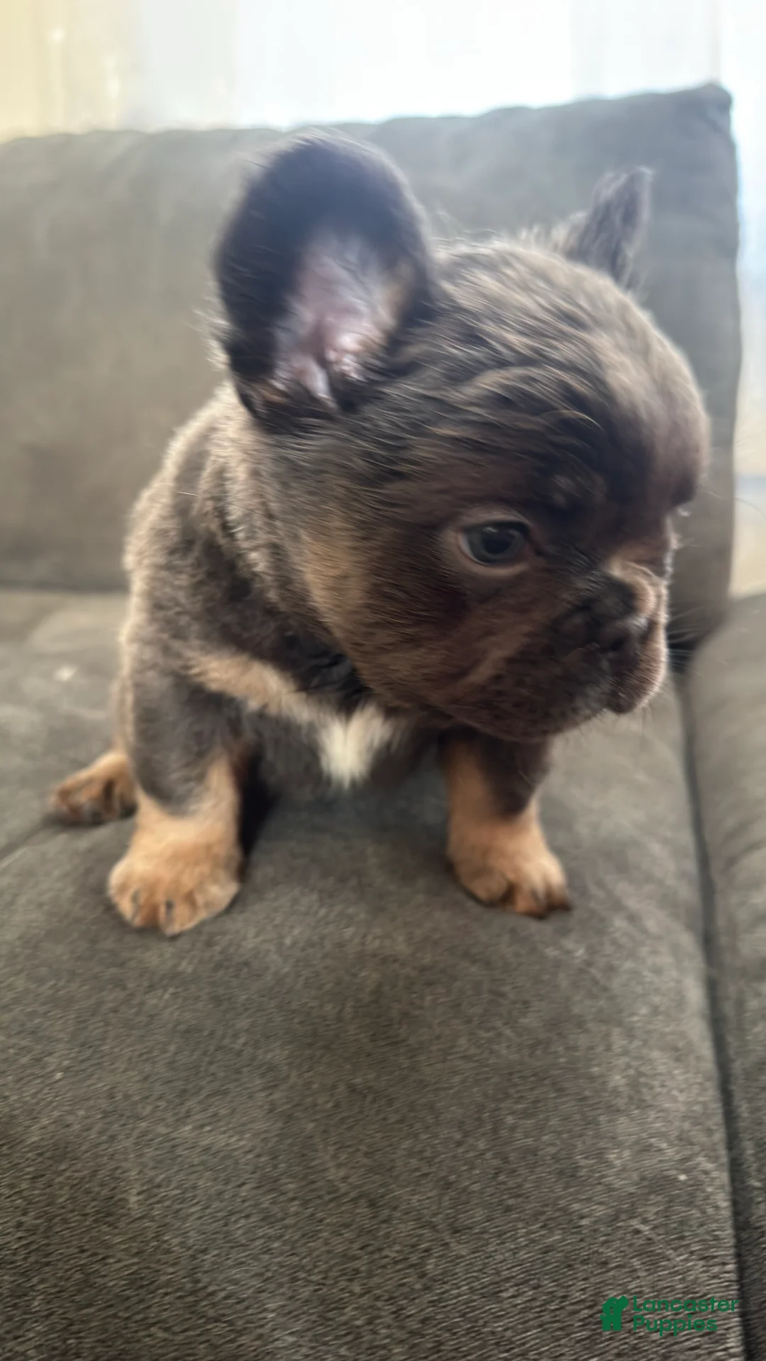 French Bulldog dogs for sale: Seven Jr - Ad 1