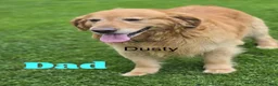 Golden Retriever dogs for sale: Cookie - Ad 10