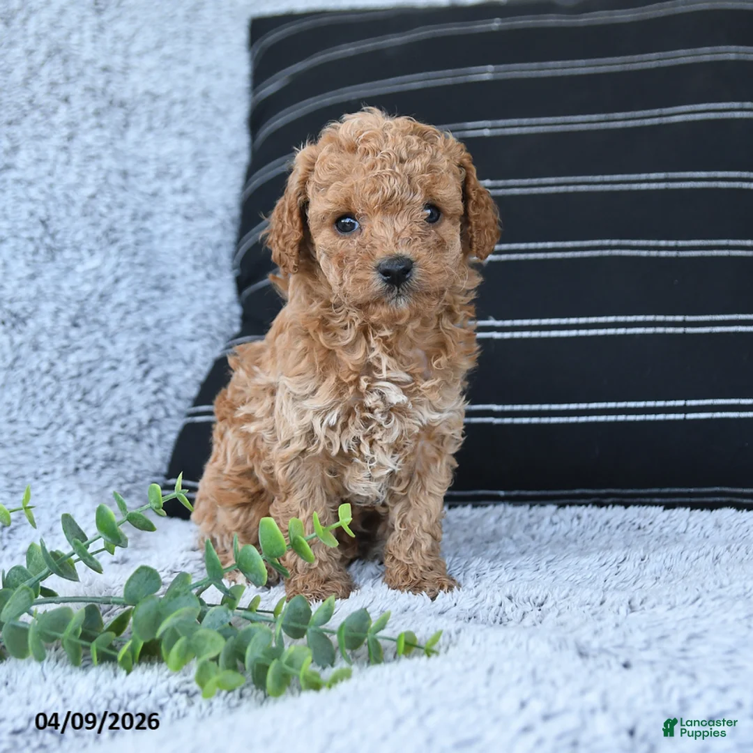 Toy Poodle dogs for sale: Tommy - Ad 1