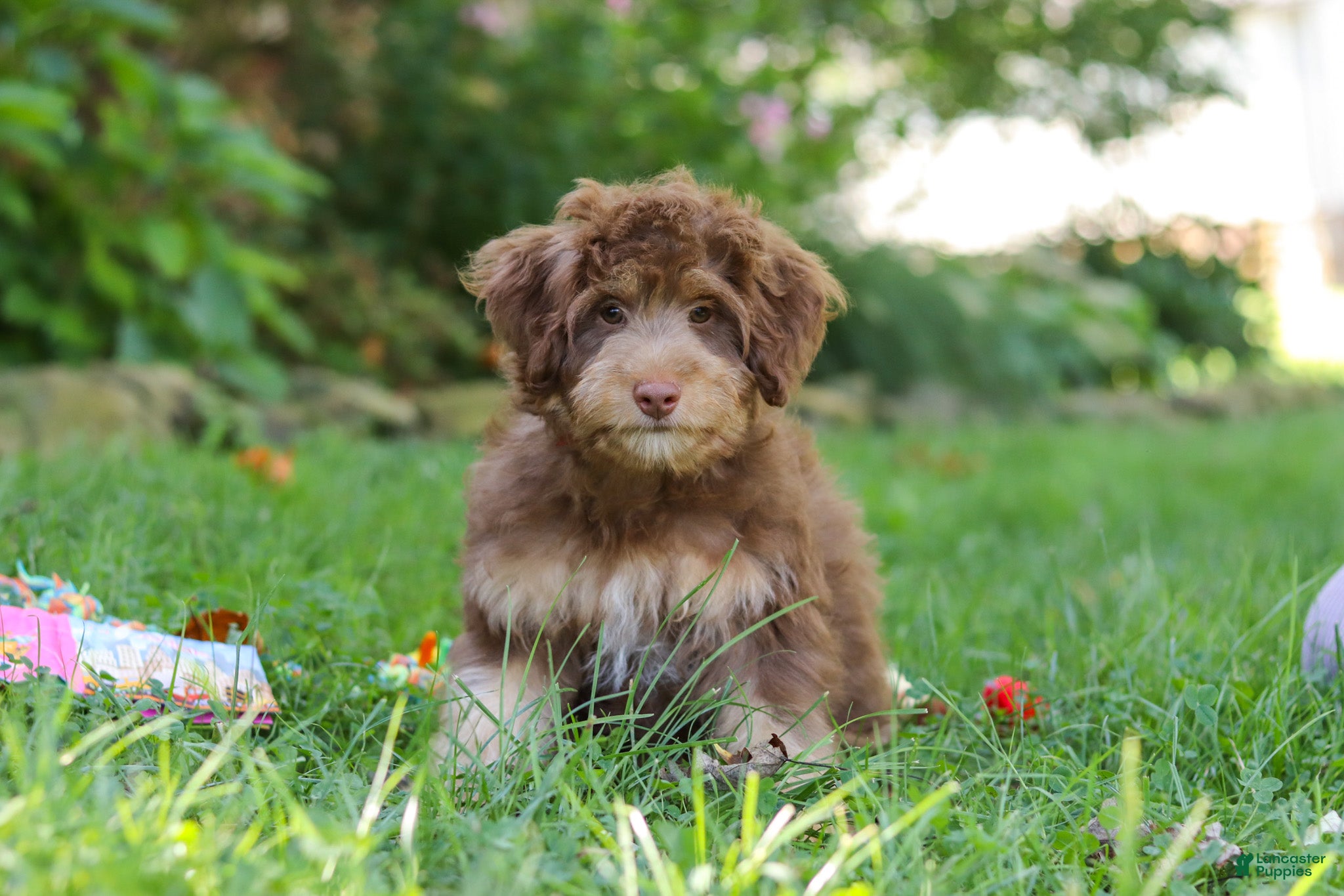 Mini Aussiedoodle dogs Tucker - Ad 1