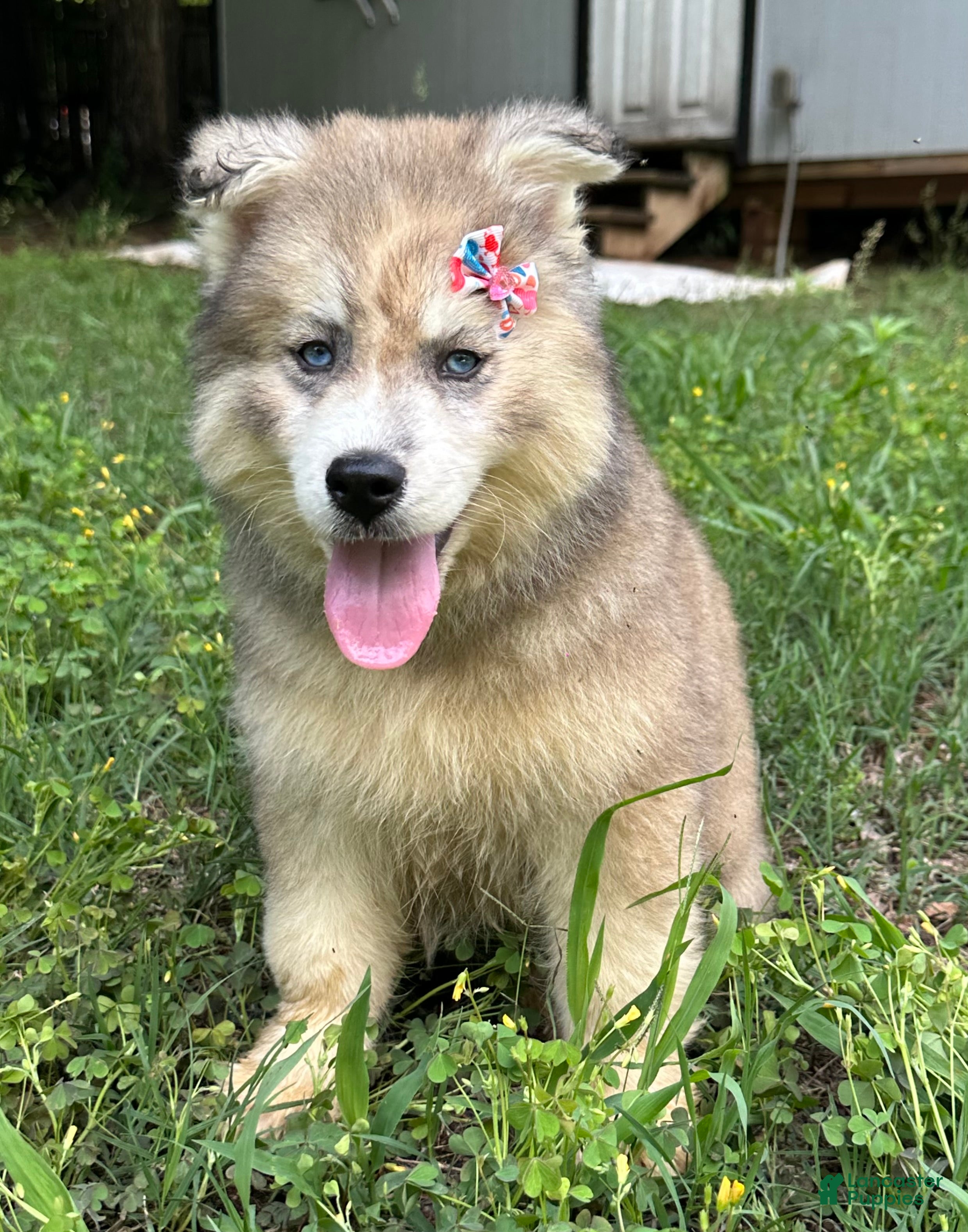 Siberian Husky dogs REYNA - Ad 2