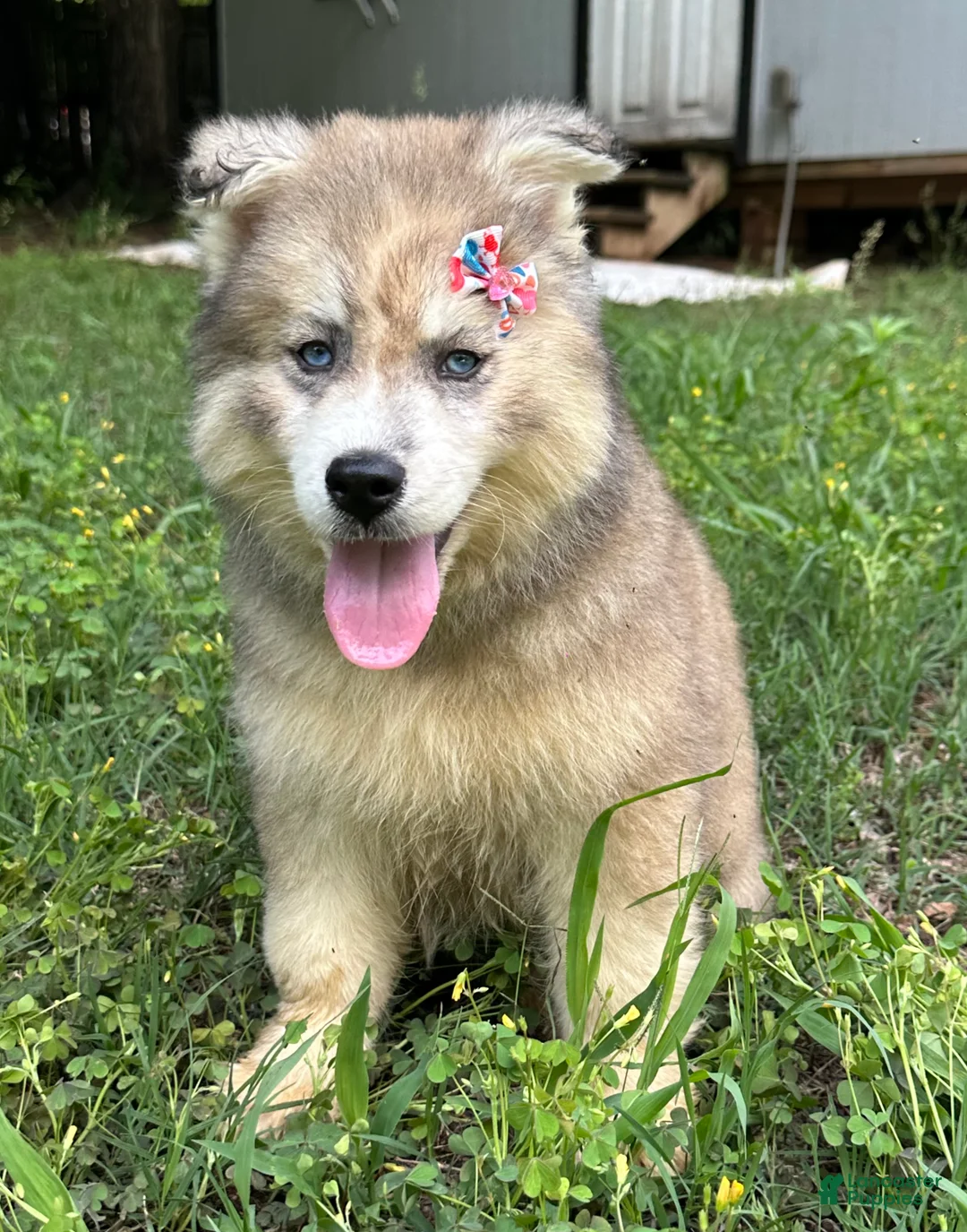 Siberian Husky dogs for sale: REYNA - Ad 2