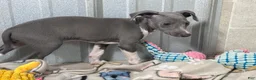 Italian Greyhound dogs for sale: Snapdragon - Ad 4