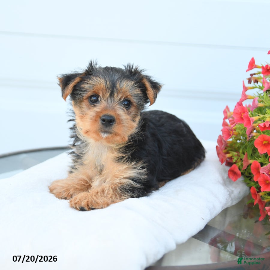 Morkie dogs Lucy - Ad 2