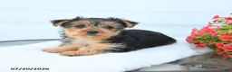 Morkie dogs for sale: Lucy - Ad 2
