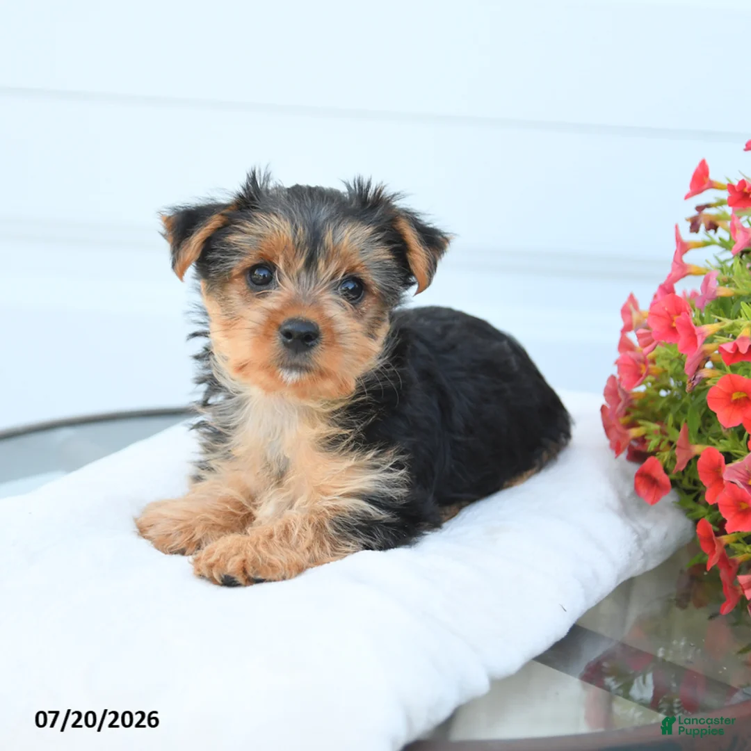 Morkie dogs for sale: Lucy - Ad 2