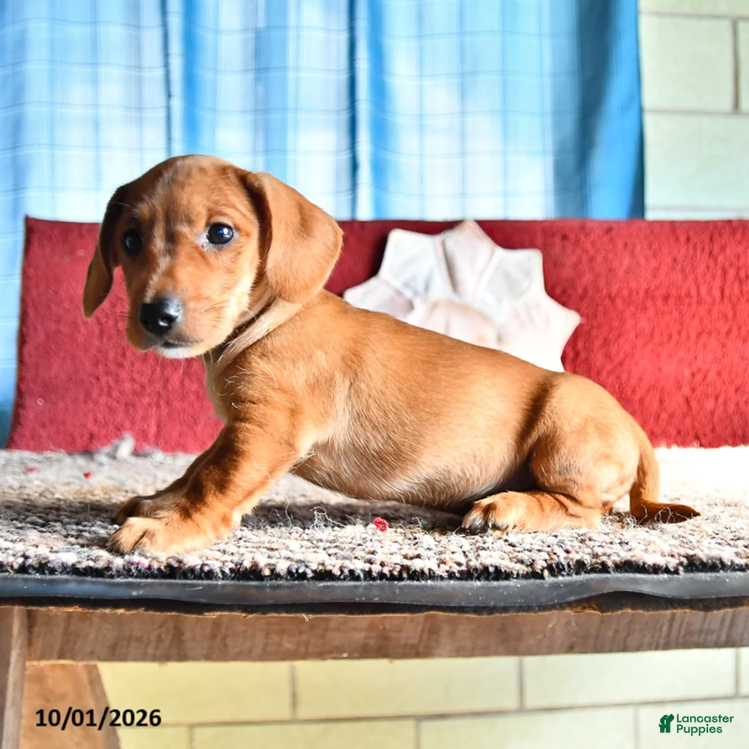 Mixed Breed dogs for sale: Chuck - Ad 3