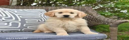 Golden Retriever dogs for sale: Mae  - Ad 5