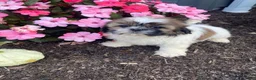 Shih Tzu dogs for sale: Sophie - Ad 5