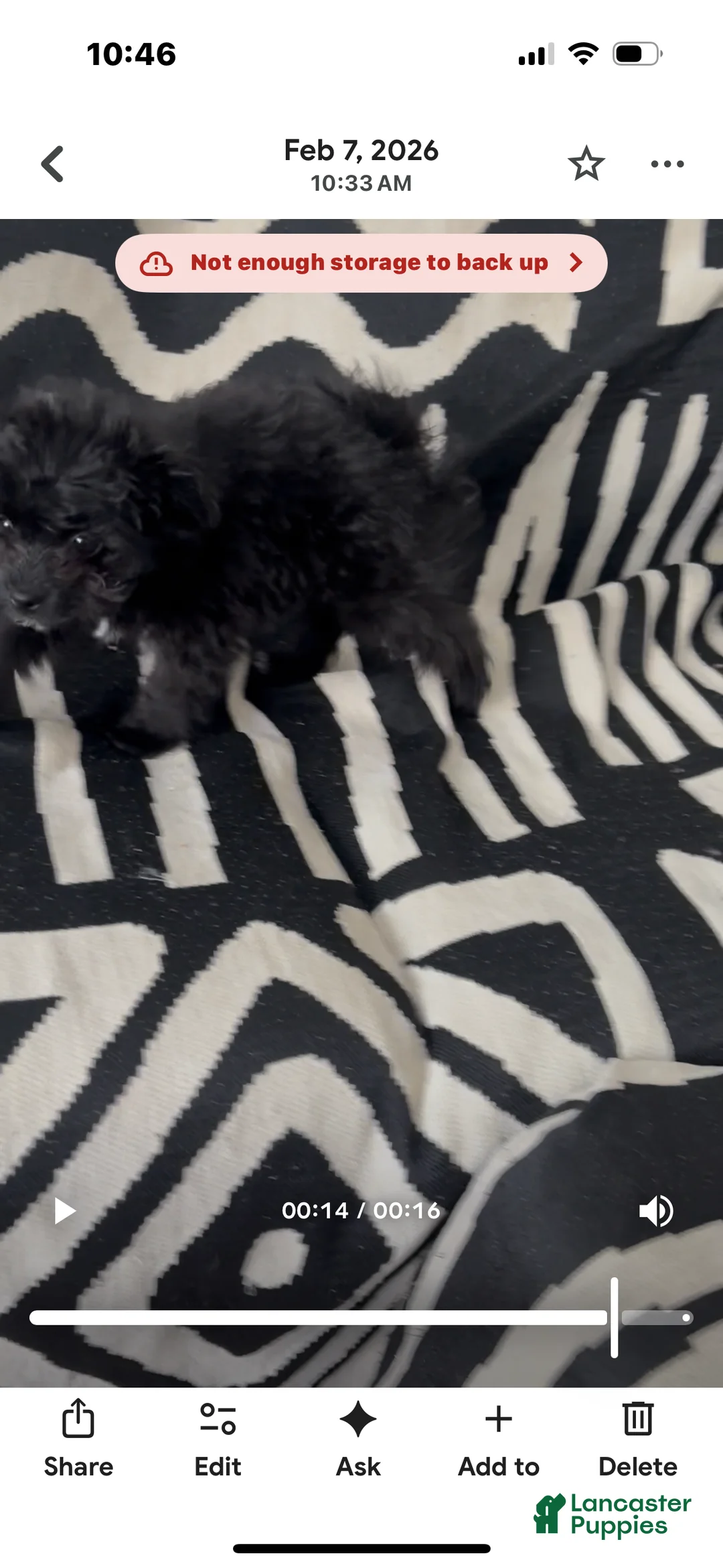 Pomapoo dogs for sale: Pomapoo Puppy 1 - Ad 4