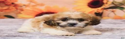 Teddy Bear dogs for sale: Tobey - Ad 4