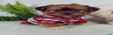 Gizmo