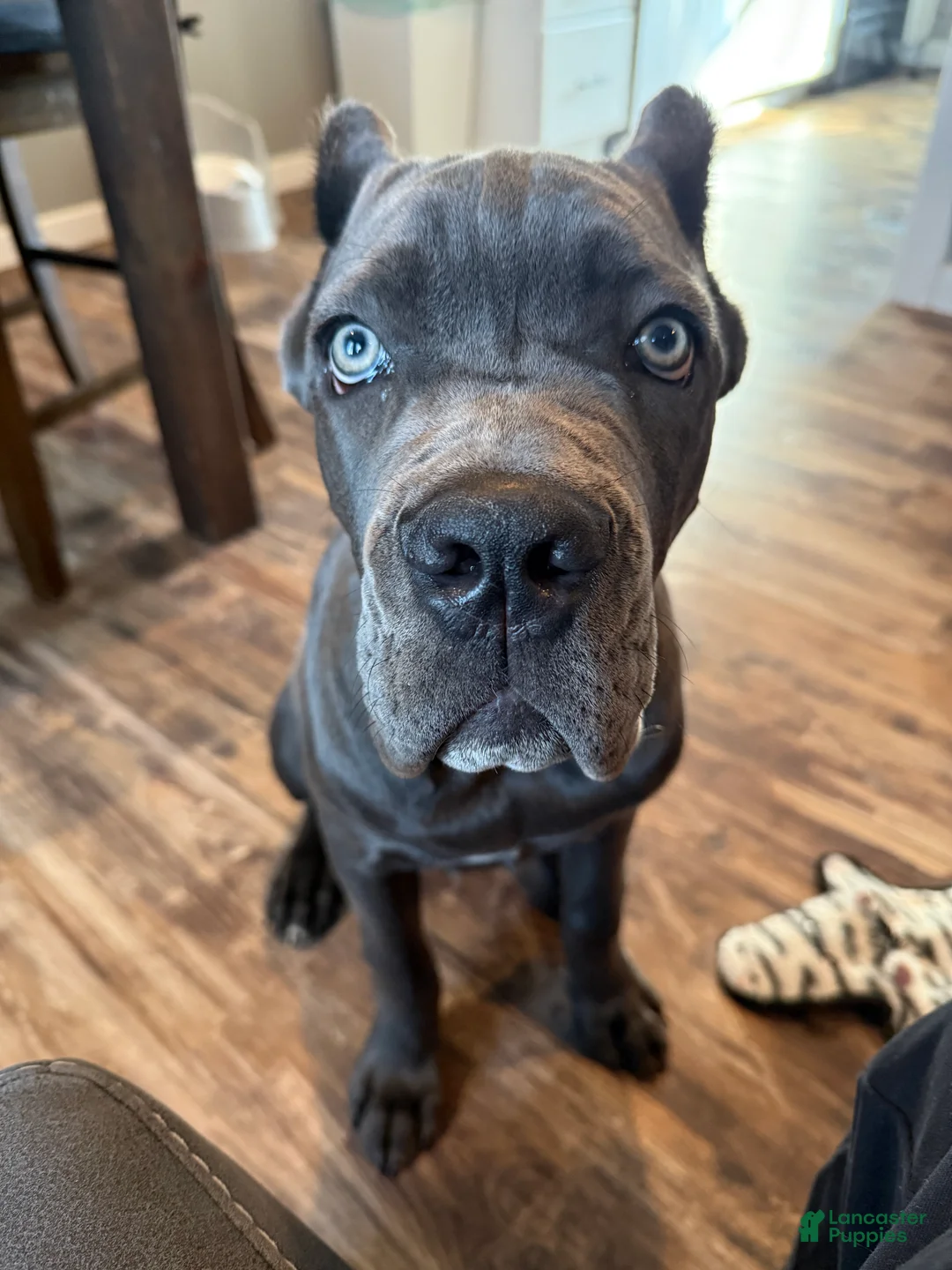 Cane Corso dogs for sale: Cane Corso Puppy  - Ad 2