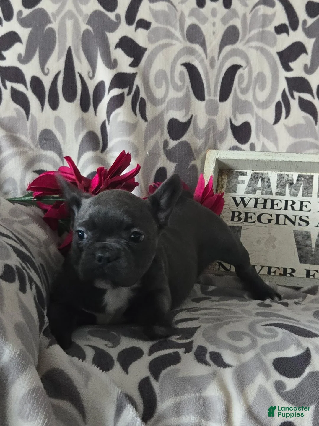 Frenchton dogs for sale: Yoko - Ad 8