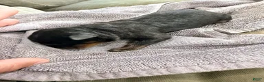 Rottweiler 5
