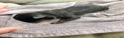 Rottweiler dogs for sale: Rottweiler 5 - Ad 1