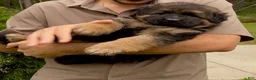 German Shepherd dogs for sale: Xena - Ad 4
