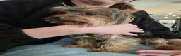 Yorkshire Terrier dogs for sale: Hannah.  - Ad 2