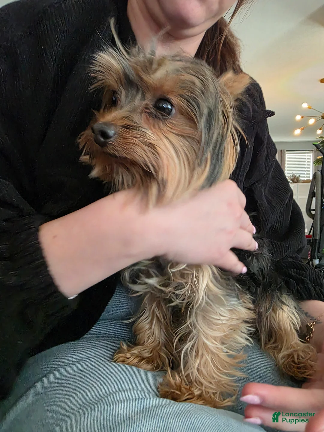 Yorkshire Terrier dogs for sale: Hannah.  - Ad 2