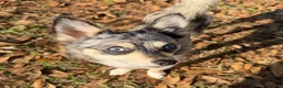 Mixed Breed dogs for sale: Zara - Ad 4