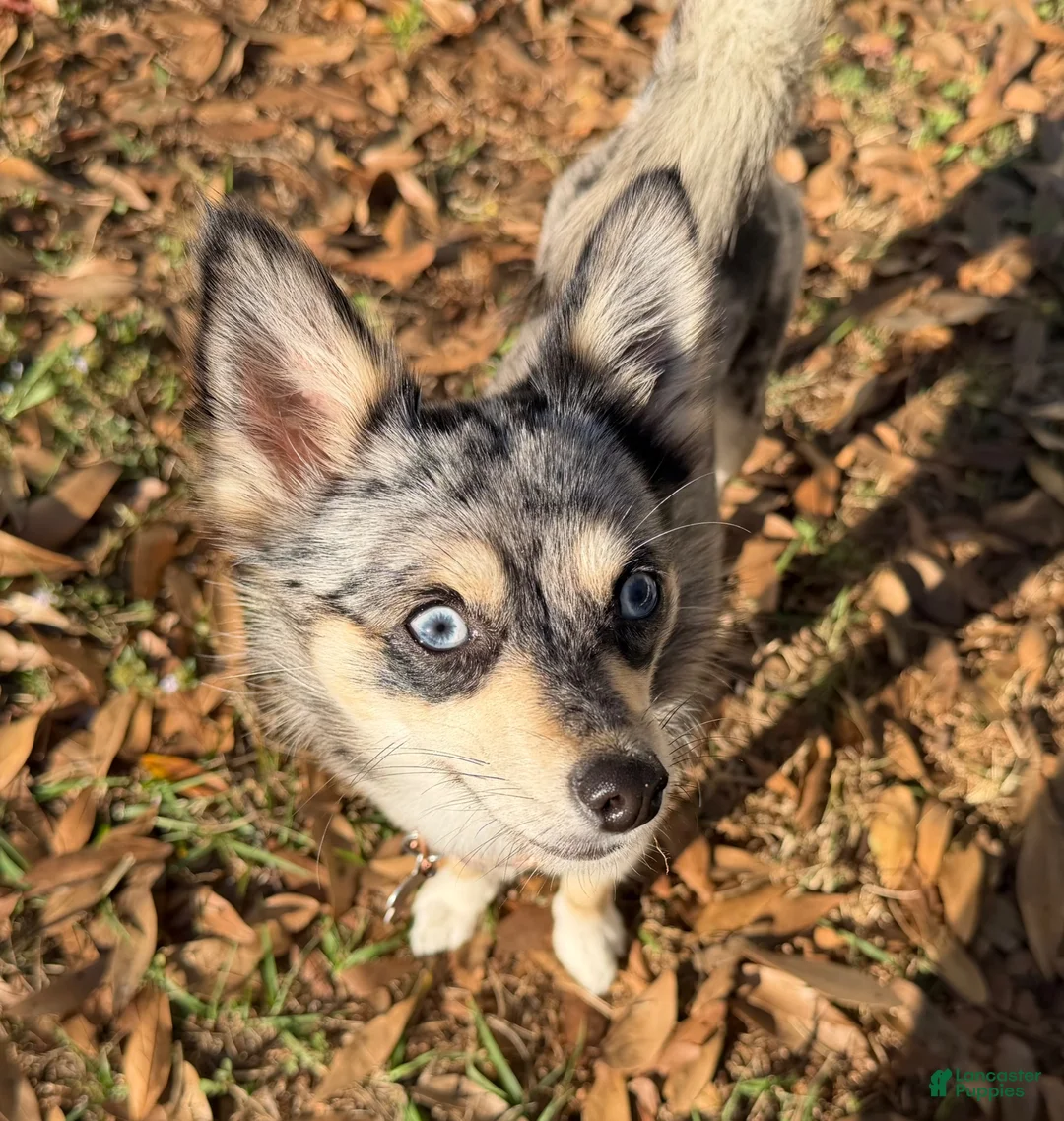 Mixed Breed dogs for sale: Zara - Ad 4