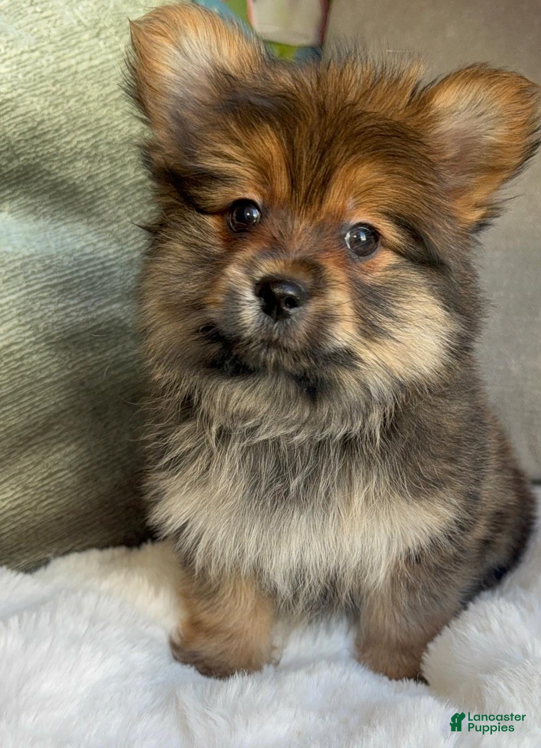 Mixed Breed dogs for sale: Designer Breed Yorkishire Terrier, Pomeranian Mix Puppy Male Buddy - Ad 8