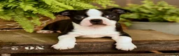Boston Terrier dogs for sale: Dallas - Ad 4