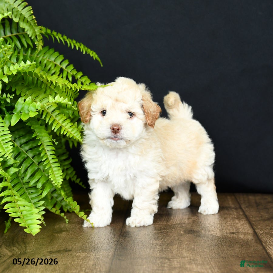 Mixed Breed dogs O Malley - Ad 1